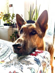 Lobo the German shepherd putting his head on the table waiting for food.