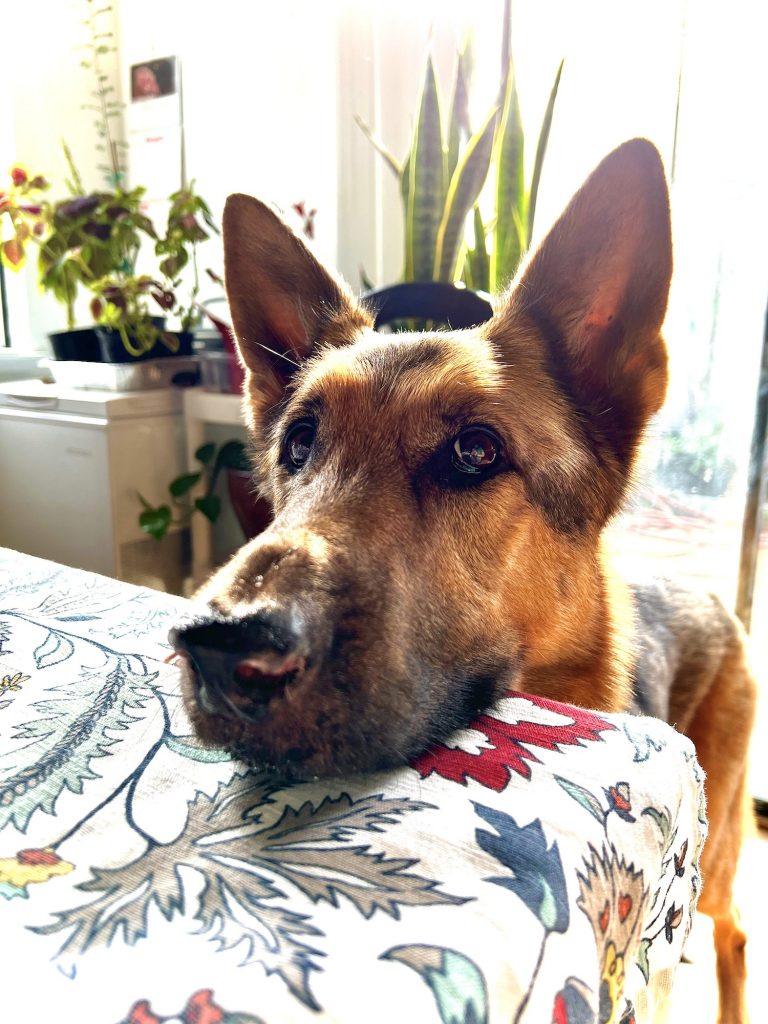 Lobo the German shepherd putting his head on the table waiting for food.