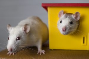 Two funny domestic pet rats and a toy house